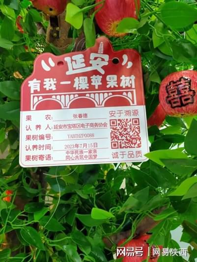 陕西种植苹果致富_陕西种植苹果可持续发展措施_陕西种植苹果的优势自然条件