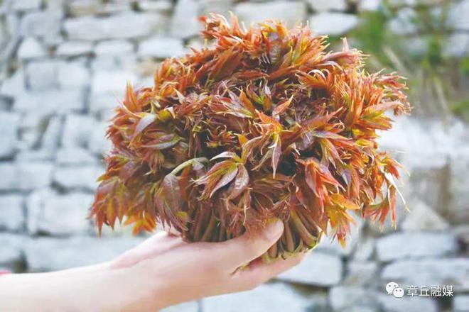 芹菜夏天种植技术视频_夏天芹菜的种植技术_芹菜夏季种植