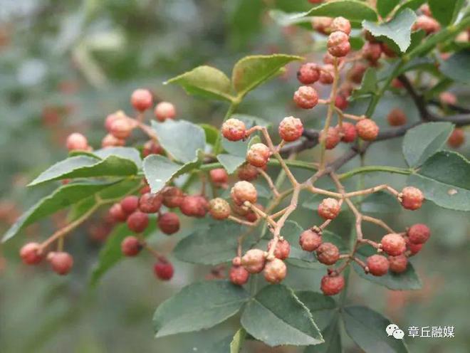 芹菜夏季种植_夏天芹菜的种植技术_芹菜夏天种植技术视频