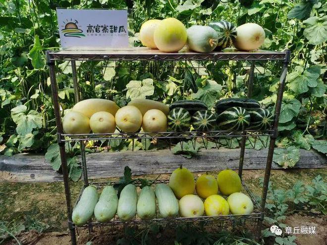 夏天芹菜的种植技术_芹菜夏天种植技术视频_芹菜夏季种植