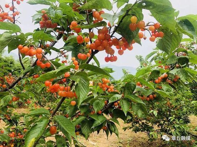 夏天芹菜的种植技术_芹菜夏季种植_芹菜夏天种植技术视频