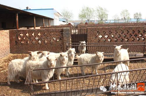 神木养殖致富视频_养殖致富之路_神木养殖场转让信息