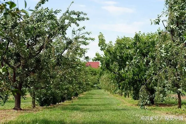 扬梅树种植技术_扬梅种植技术_扬梅怎么种植