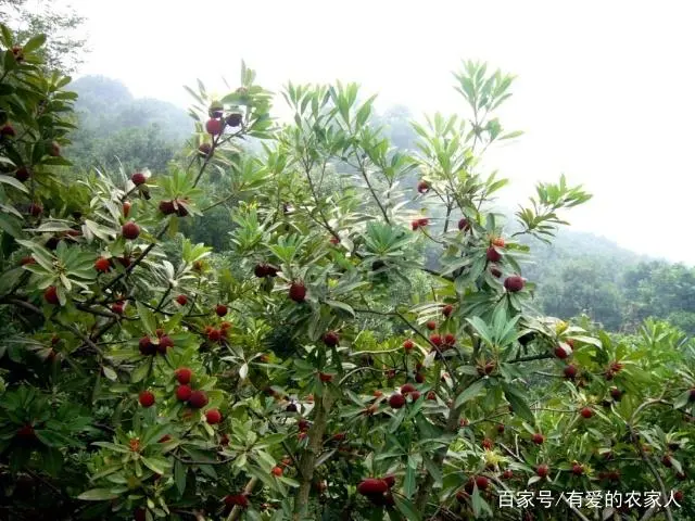 扬梅怎么种植_扬梅树种植技术_扬梅种植技术