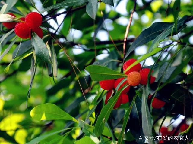 扬梅树种植技术_扬梅怎么种植_扬梅种植技术