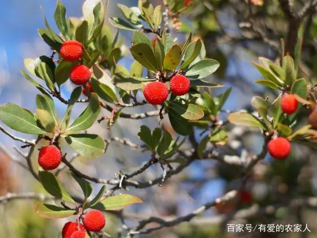 扬梅怎么种植_扬梅树种植技术_扬梅种植技术