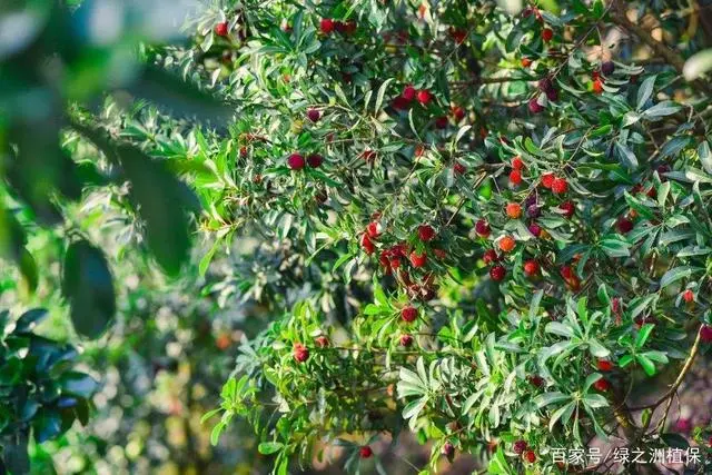 种植杨梅技术_扬梅种植枝术_扬梅种植技术