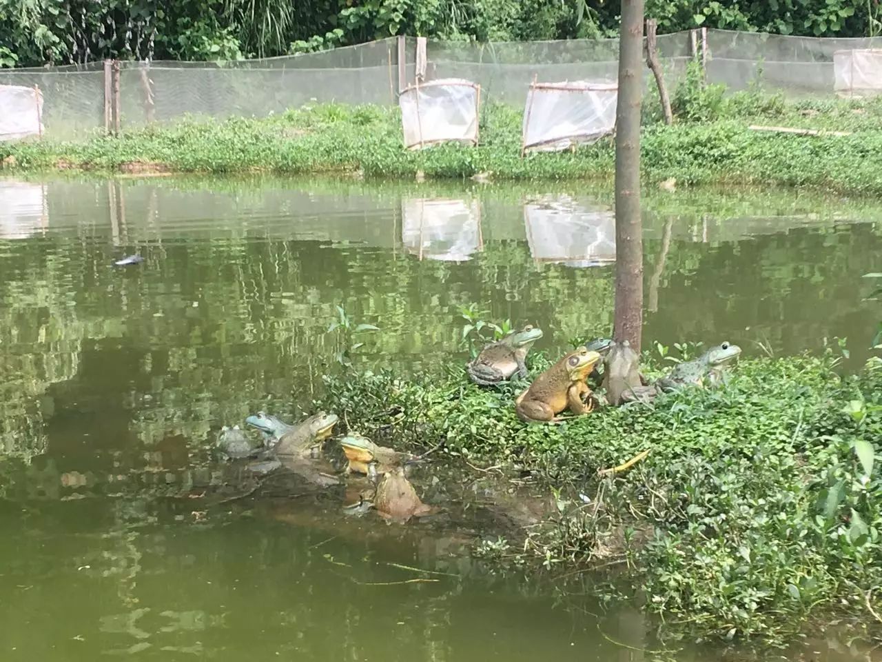 致富养殖牛蛙图片_致富经牛蛙养殖_致富养殖牛蛙视频