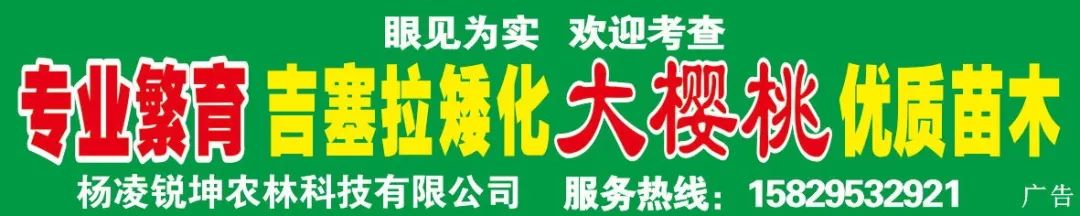 适合陕西的种植项目_陕西农村种植什么赚钱不愁销路_陕西种植致富