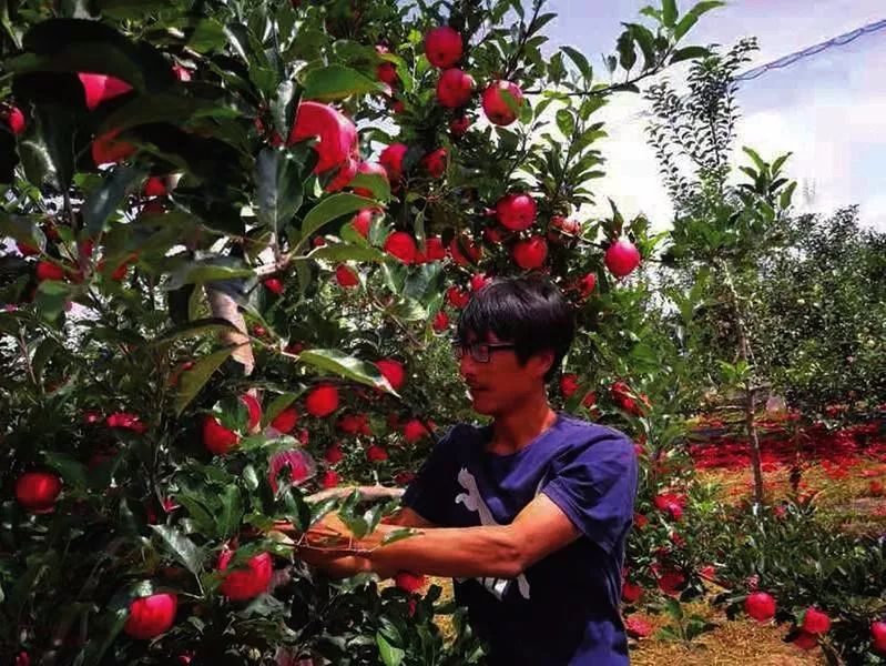 陕西农村种植什么赚钱不愁销路_陕西种植致富_适合陕西的种植项目