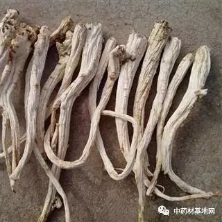 桔梗种植技术是视频全过程_桔梗林下种植技术_桔梗能不能林下种植