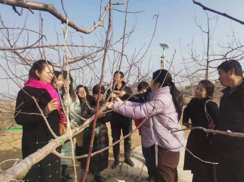 陕西种苹果的优势_陕西种植苹果致富_陕西种苹果吗