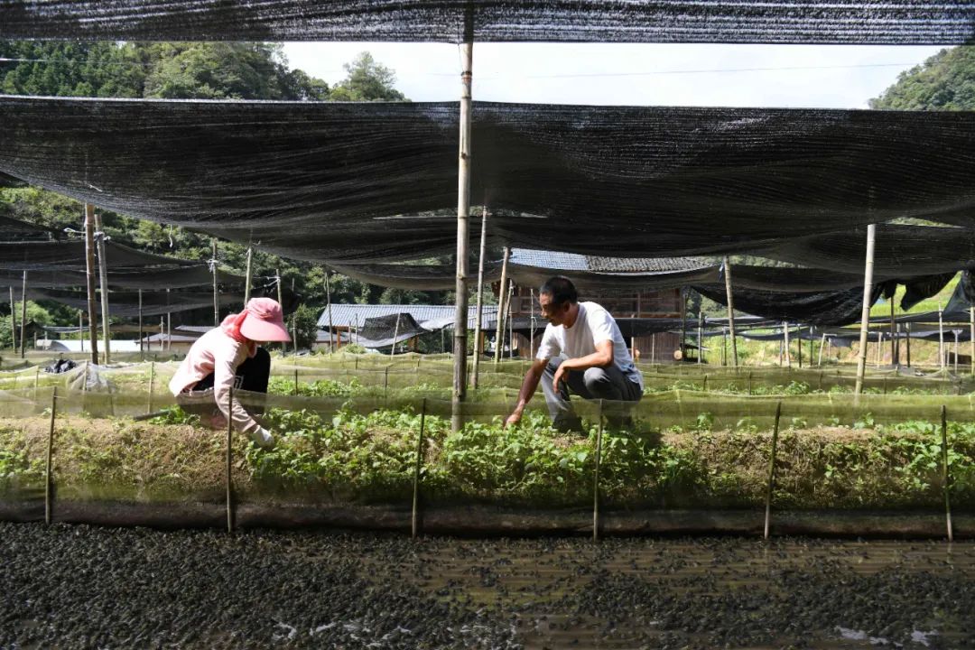 致富养殖牛蛙视频_致富经牛蛙养殖_致富养殖牛蛙图片