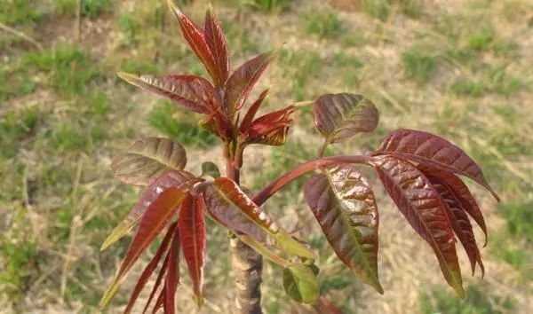 农村种植什么野菜不愁销路？盘点2019年农村野菜种植好项目