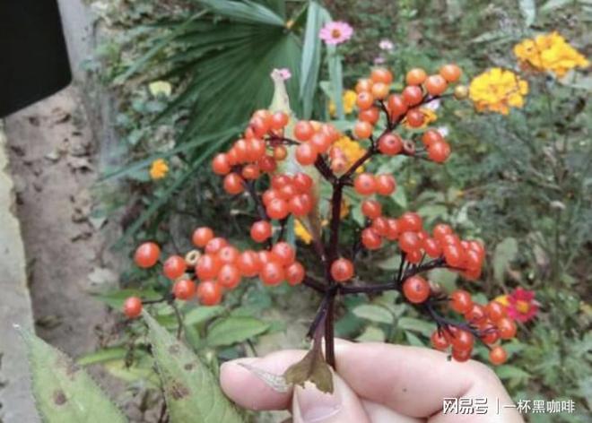 接骨草种子多少钱一斤_接骨草亩产多少斤_接骨草种植致富