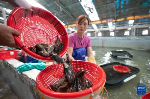 致富养殖水产信息怎么写_致富养殖项目_水产养殖致富信息