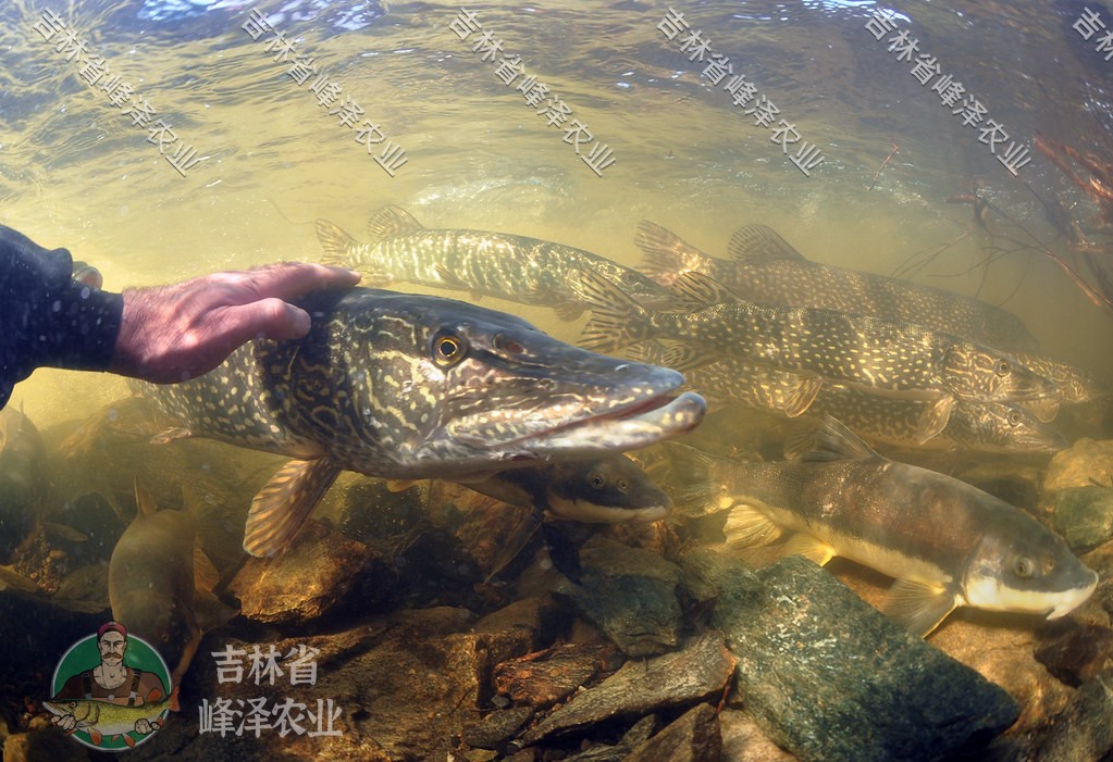 黑龙江养殖技术狗鱼视频_黑龙江狗鱼养殖技术_黑龙江养殖技术狗鱼技术规范