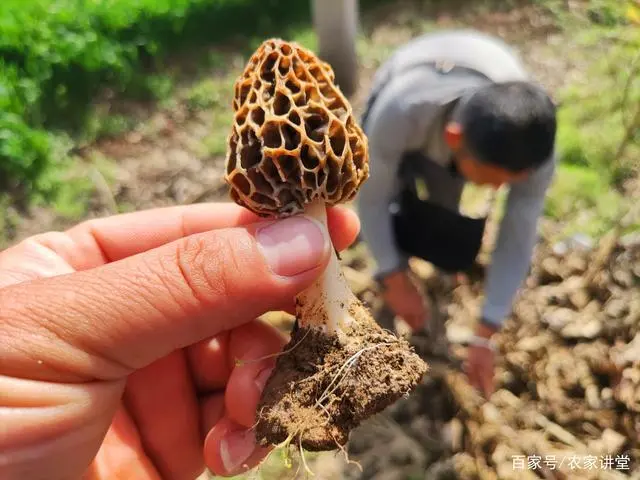 种植珍稀菇致富_致富经菌菇种植_珍稀蘑菇品种大全