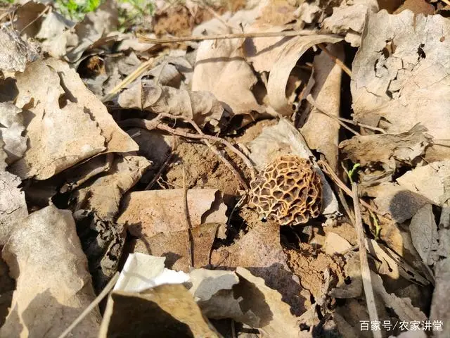 珍稀蘑菇品种大全_种植珍稀菇致富_致富经菌菇种植