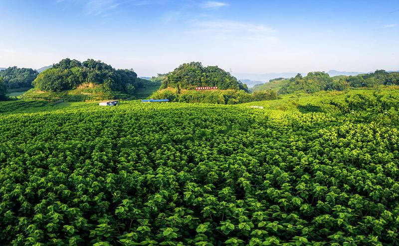 高县：一片桑叶“蹚出”的致富产业