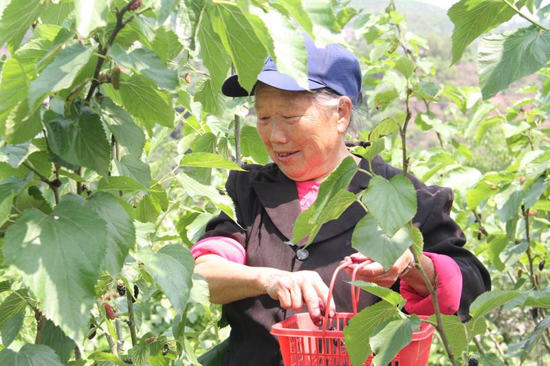 致富农村_高县致富经_致富致富