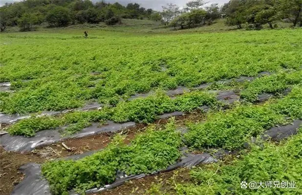 山东丹参种植一亩地收益_丹参种植经济效益_山西丹参种植致富