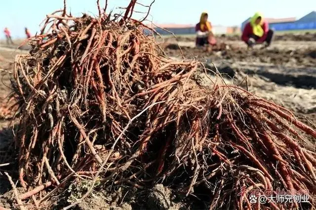 丹参种植经济效益_山东丹参种植一亩地收益_山西丹参种植致富