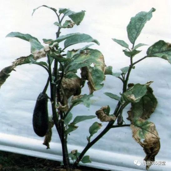 茄子种植水培技术与管理_茄子水培种植技术_茄子水培