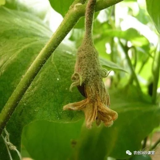 茄子水培种植技术_茄子水培_茄子种植水培技术与管理