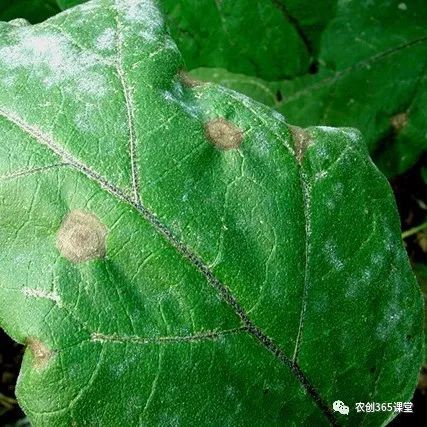 茄子种植水培技术与管理_茄子水培种植技术_茄子水培