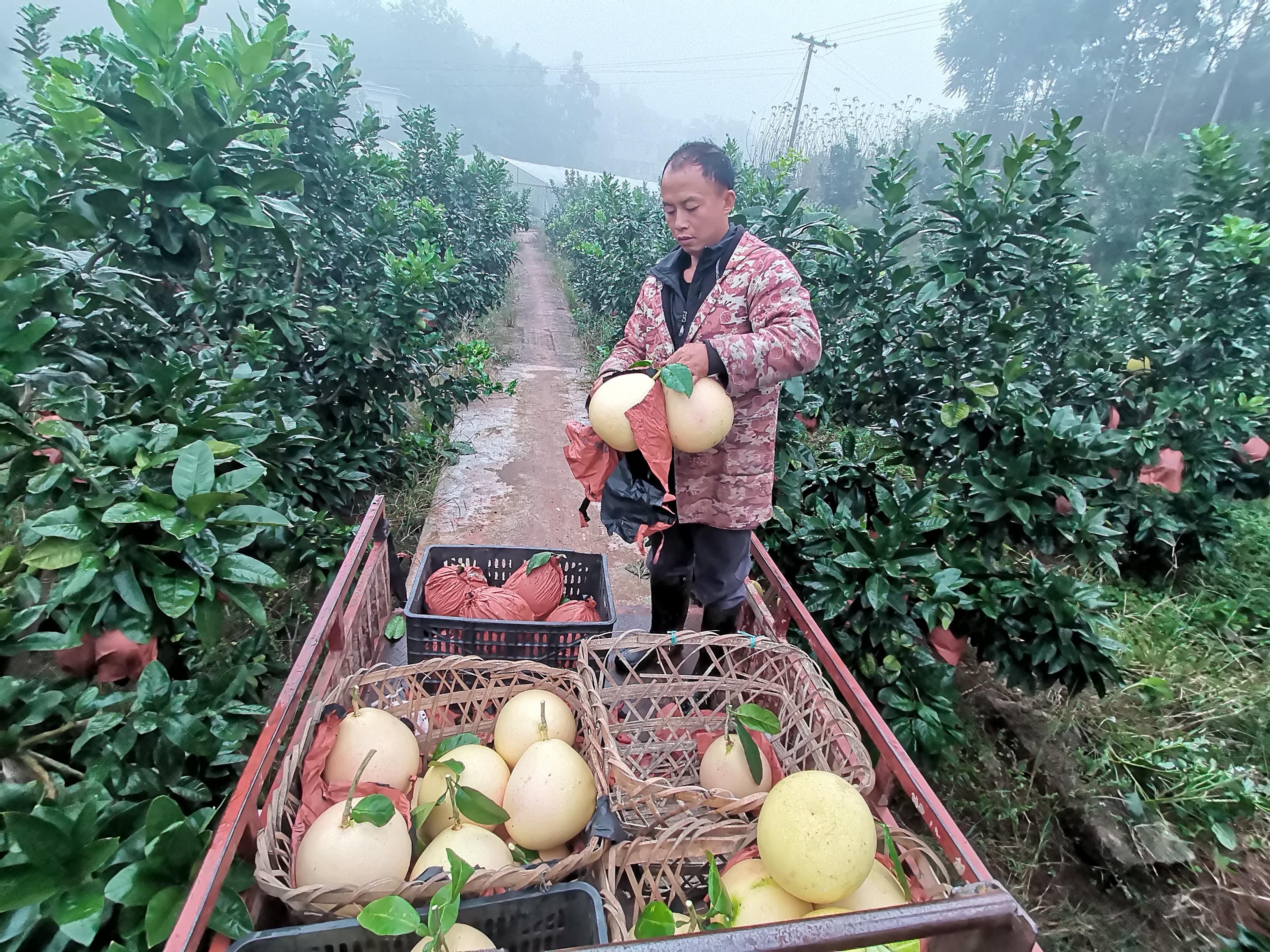 致富俺们村_致富致富_高县致富经