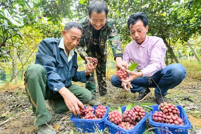 云南种植什么最赚钱_云南种植商机_云南致富种植项目