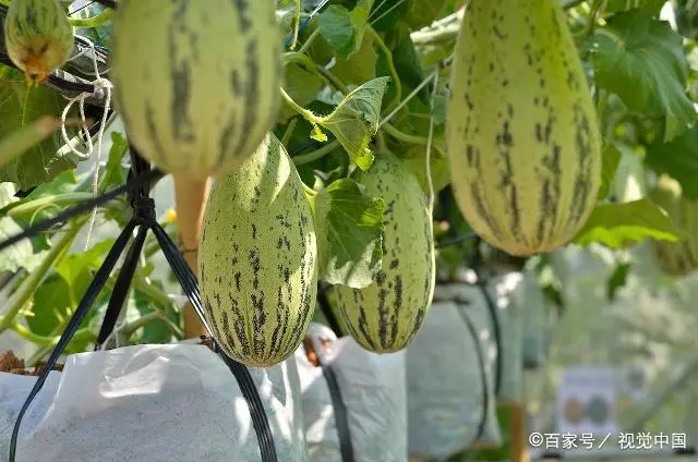 温室种植什么前景最好_温室种什么最赚钱_温室种植致富技术