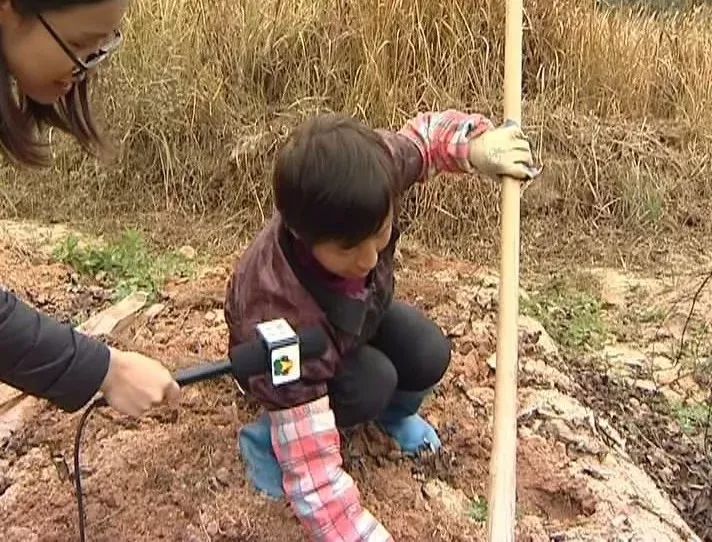 种植党参的有利条件_党参种植致富新路_种植党参的药效怎么样