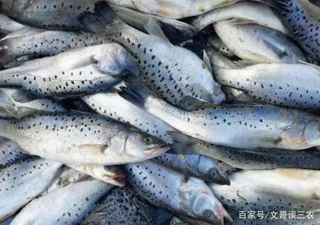 海鲈鱼养殖技术_海鲈鱼养殖成本与利润_鲈鱼海水养殖