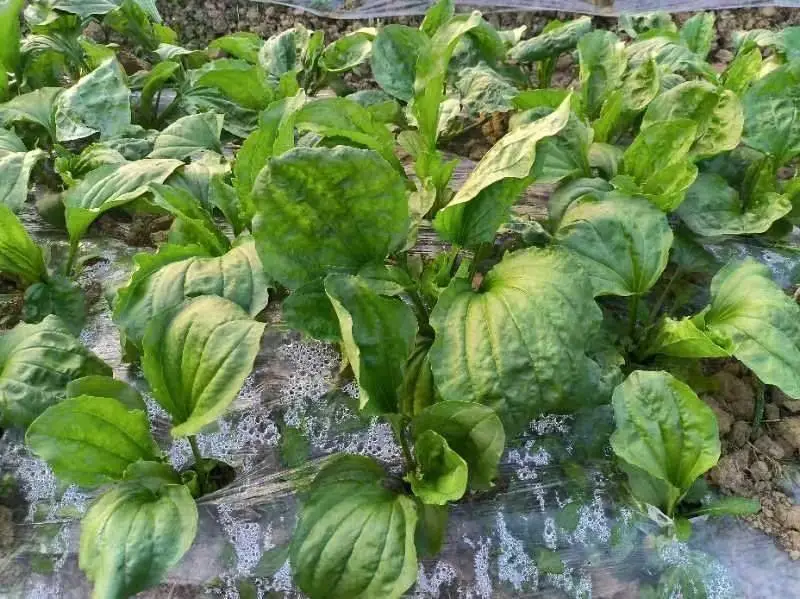 湖北种什么草莓好吃_湖北种植草莓致富_致富湖北种植草莓视频