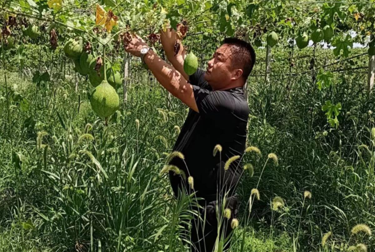 致富高粱种植项目介绍_种植高粱效益怎么样_高粱种植致富项目