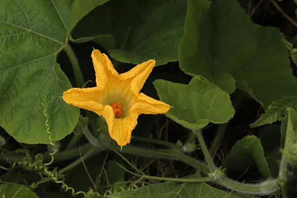 南瓜秋天种植_秋季南瓜种植时间和方法_南瓜秋季种植技术