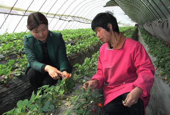 “草莓西施”吕妙霞：用小草莓铺就致富路