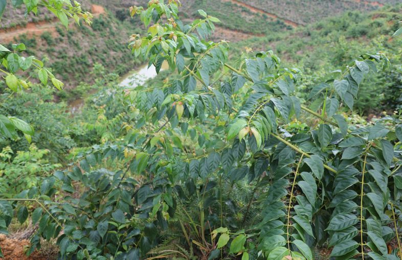 致富梦想种植_致富好项目种植_致富种植视频全集