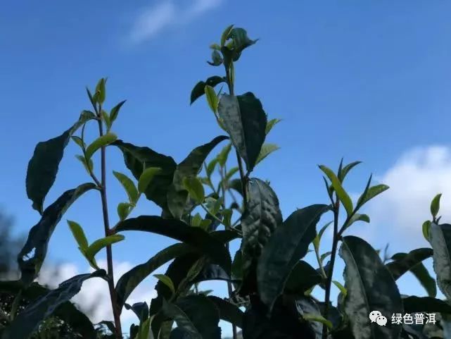 致富茶叶种植方法_致富茶叶种植技术视频_茶叶怎么种植致富