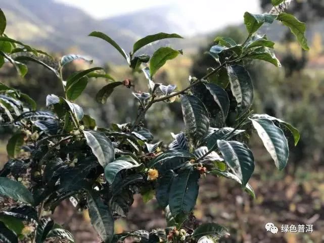 致富茶叶种植方法_致富茶叶种植技术视频_茶叶怎么种植致富