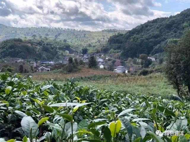 致富茶叶种植方法_茶叶怎么种植致富_致富茶叶种植技术视频