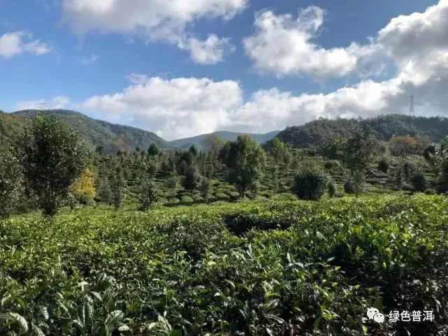 致富茶叶种植技术视频_致富茶叶种植方法_茶叶怎么种植致富