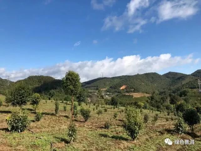 茶叶怎么种植致富_致富茶叶种植技术视频_致富茶叶种植方法