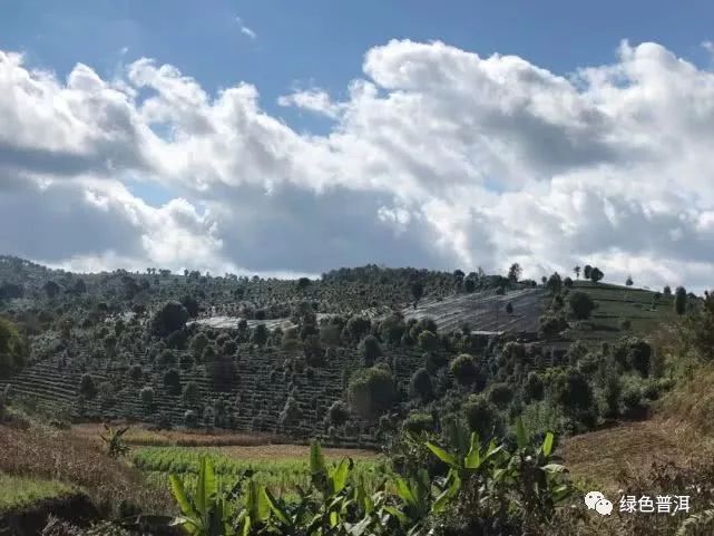 致富茶叶种植技术视频_茶叶怎么种植致富_致富茶叶种植方法