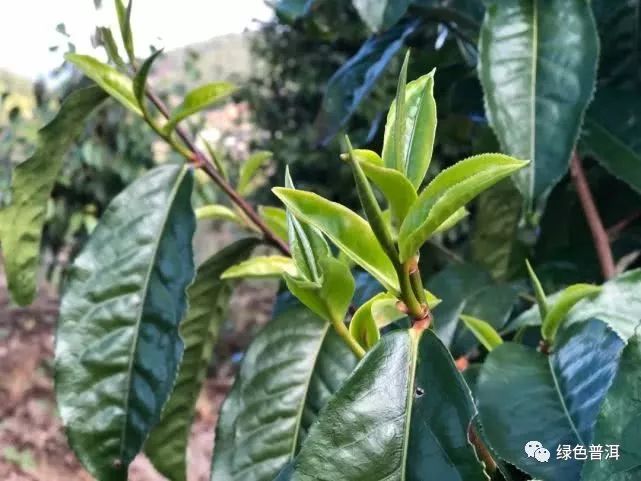 茶叶怎么种植致富_致富茶叶种植技术视频_致富茶叶种植方法