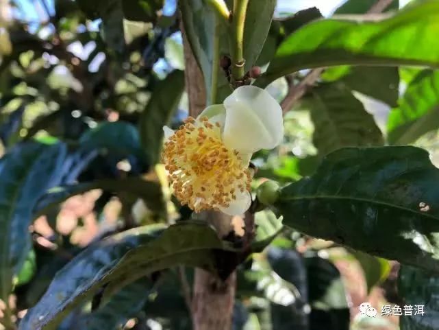 致富茶叶种植技术视频_致富茶叶种植方法_茶叶怎么种植致富