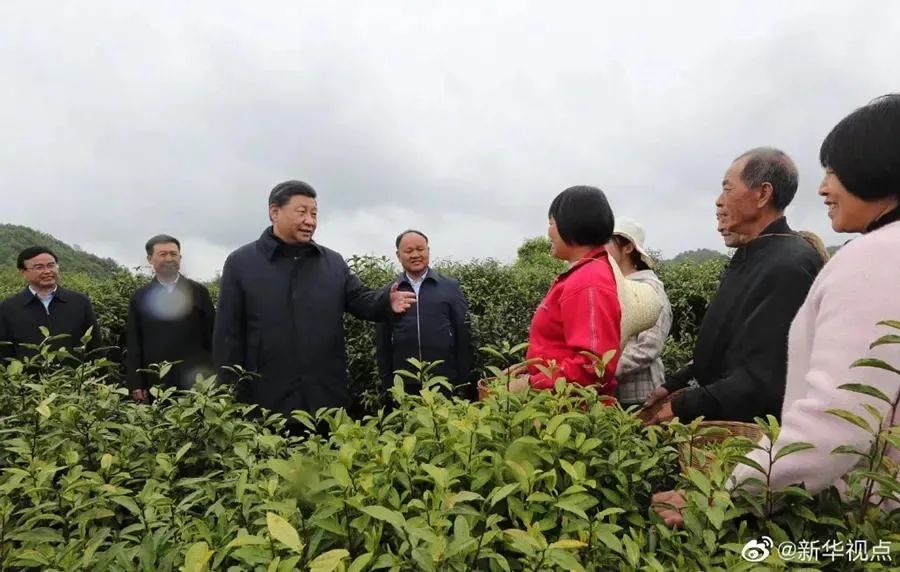 茶叶致富经_茶叶怎么种植致富_致富茶叶种植技术视频