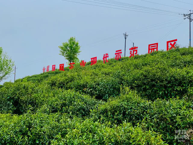 茶叶致富经_茶叶怎么种植致富_致富茶叶种植技术视频